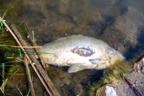 Dead fish in the water near the shore covered with algae