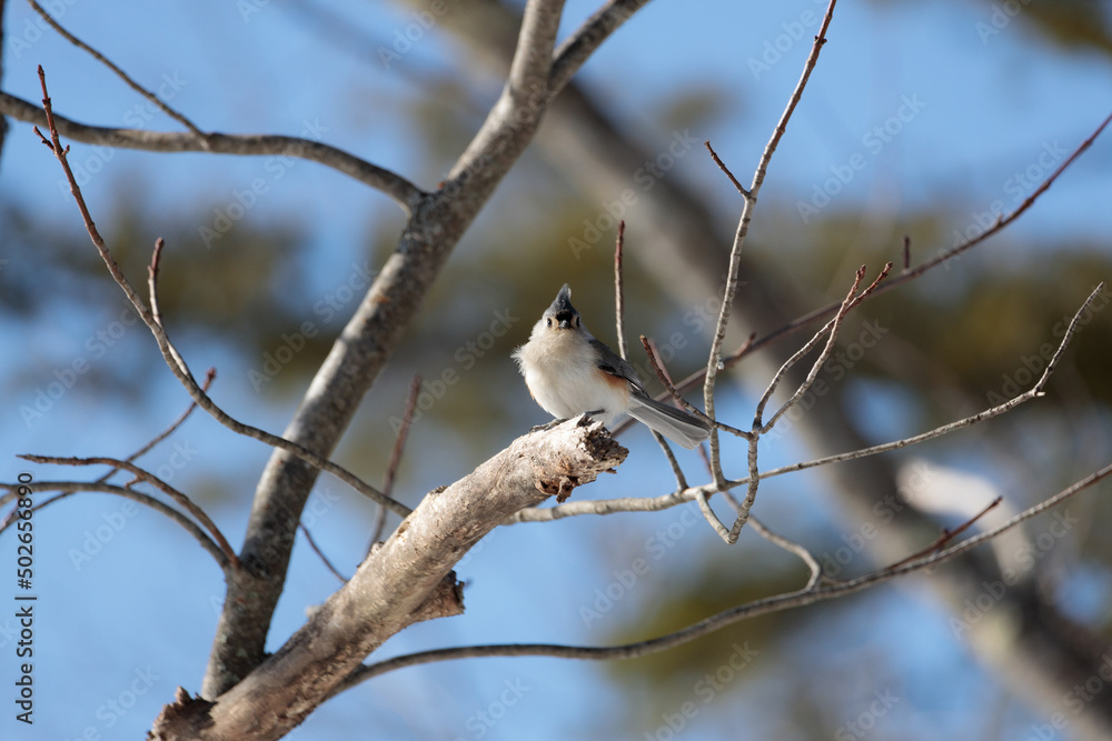 A tufted titmouse (Baeolophus bicolor) perched on a tree branch A tufted titmouse (Baeolophus bicolor) perched on a tree branch