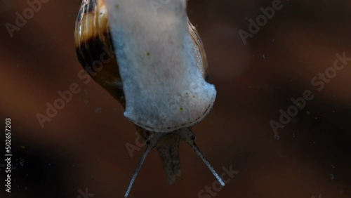 Macro shot of assassin snail in aquarium. Anentome helena. photo