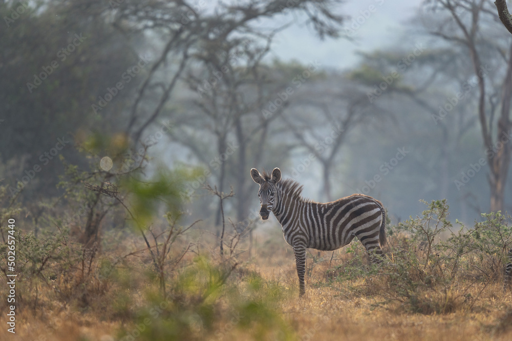 Fototapeta premium Plain zebra in the forest. Herd of zebras in Uganda. Safari in Africa.