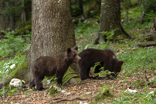 Brown bear in the forest. Mother and cubs of bears during spring in Europe. Wildlife in Slovenia.