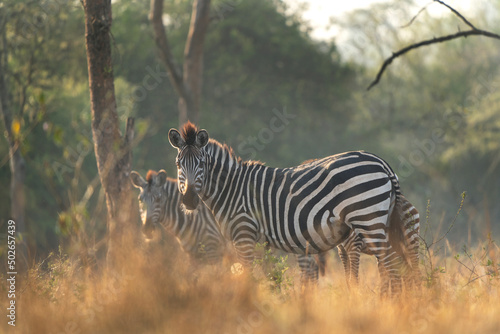 Photography Plain zebra in the forest