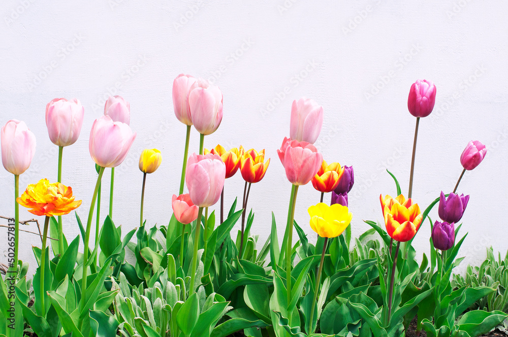 Colorful tulips of different varieties on light background. Pink, violet and yellow tulips