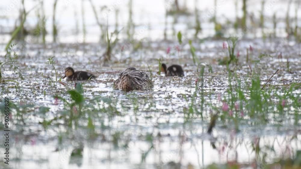 Mallard or Wild Duck Anas platyrhynchos. Chicks feed on the lake.