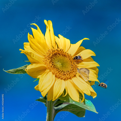Yellow sunflower with blue sky and bees and butterfly.

