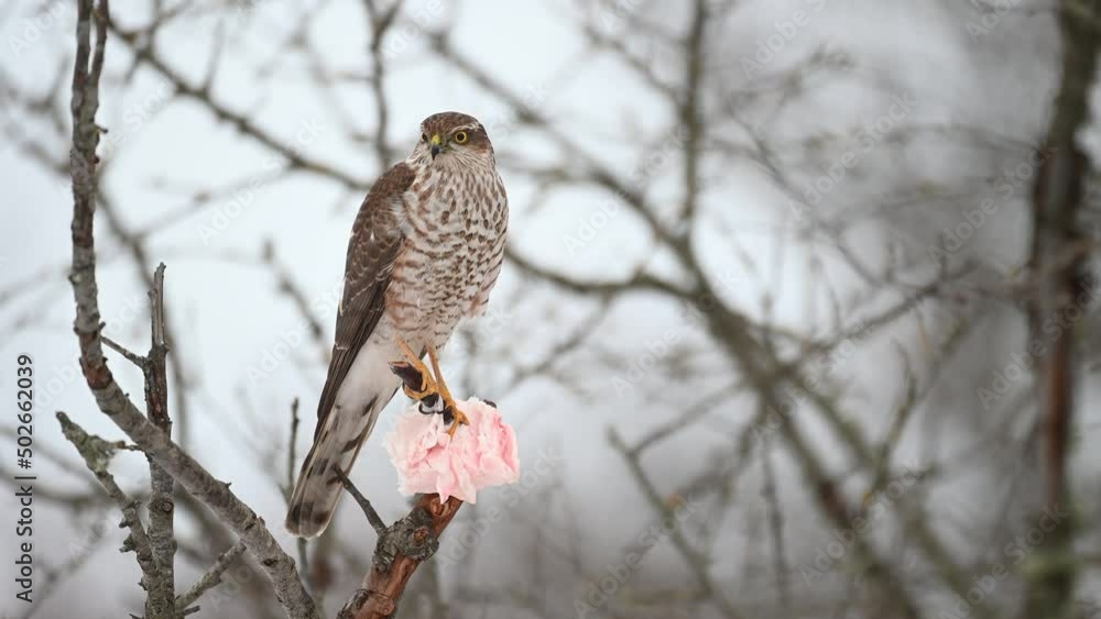 Eurasian sparrowhawk Accipiter nisus. A bird sits on a stick in winter in the forest, against a cloudy sky. Eurasian sparrowhawk Accipiter nisus. A bird sits on a stick in winter in the forest, against a cloudy sky.