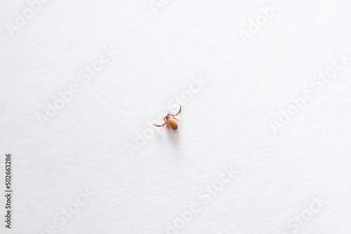 Small false scorpion on white surface photo