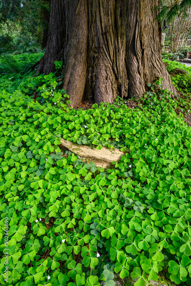 Happy St. Patrick’s Day, field of shamrocks growing in a woodland garden, as a holiday nature background
Happy St. Patrick’s Day, field of shamrocks growing in a woodland garden, as a holiday nature background