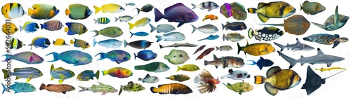 huge set collection of colorful tropical fish like coral reef shark sea turtle stingray snapper triggerfish grouper isolated on white background. indian ocean red sea underwater sealife concept photo