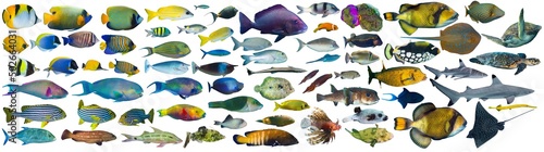 Photography huge set collection of colorful tropical fish like coral reef shark sea turtle stingray snapper triggerfish grouper isolated on white background