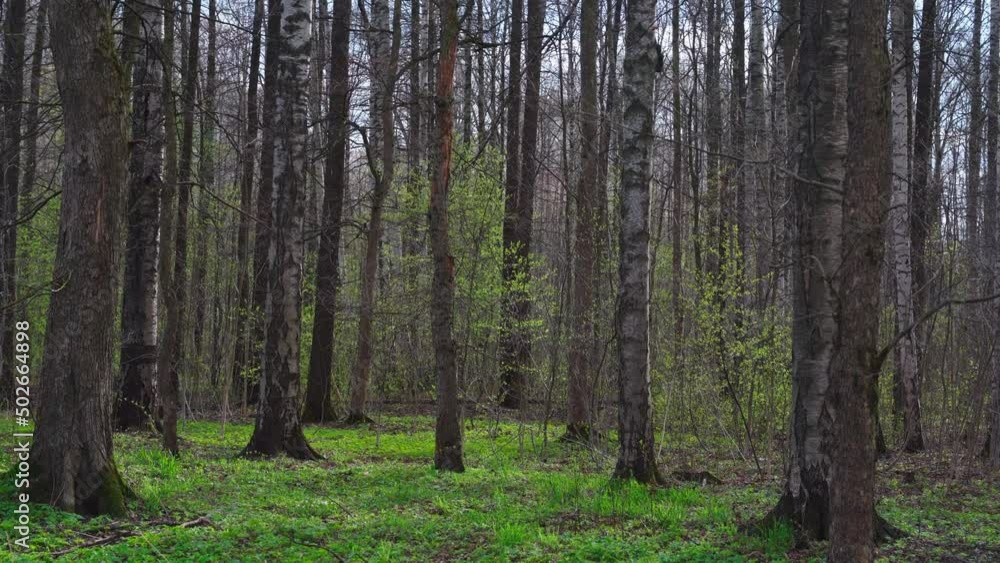 Panorama of a birch grove on green grass in a natural park in cloudy weather, the first days of spring, green leaves begin to appear, nobody Panorama of a birch grove on green grass in a natural park in cloudy weather, the first days of spring, green leaves begin to appear, nobody