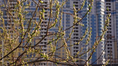 Wallpaper Mural Branches of a willow trees start blossoming in wild park in sunny weather, small green leaflets on black branches, the first days of spring, blue sky on background Torontodigital.ca