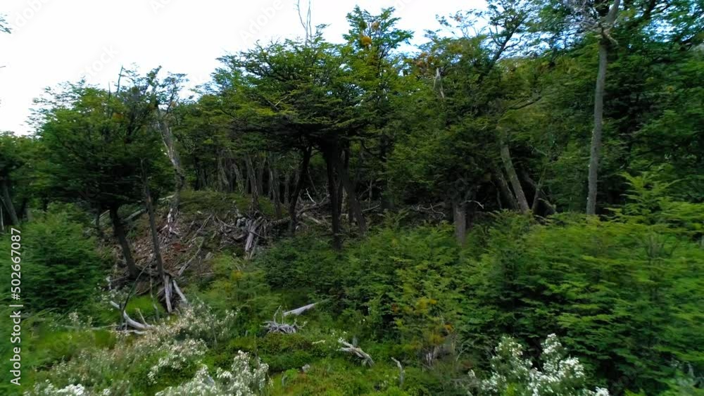 Aerial: Beautiful Shot Of Tranquil Mountain Against Clear Sky, Drone Flying Backwards Over Forest Landscape - Ushuaia, Argentina Aerial: Beautiful Shot Of Tranquil Mountain Against Clear Sky, Drone Flying Backwards Over Forest Landscape - Ushuaia, Argentina
