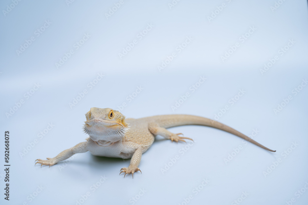 Obraz premium bearded dragon on white background