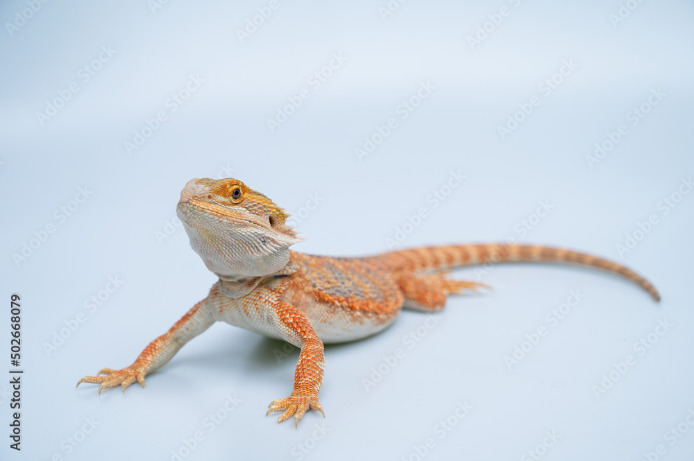 Naklejka premium bearded dragon on white background