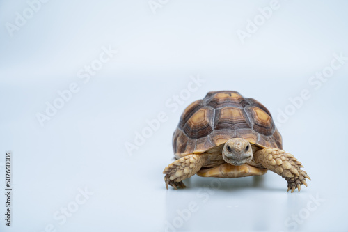 Sucata tortoise on white background