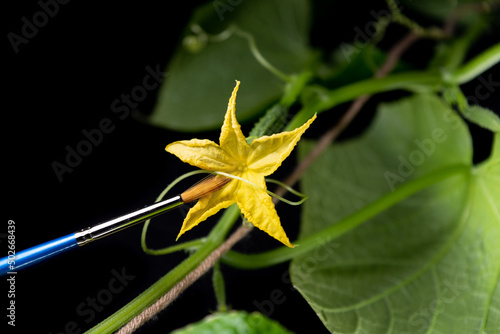 A yellow young cucumber flower is waiting for pollination on a long plant vine, a small fruit is hanging among the leaves and whiskers of a healthy plant
