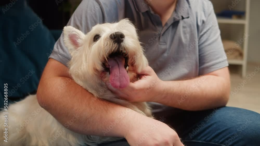 Man petting his dog close-up. Owner stroking West Highland White Terrier in living room, obedient Westie puppy breathing with tongue out. Happy domestic animals, little best friends. Man petting his dog close-up. Owner stroking West Highland White Terrier in living room, obedient Westie puppy breathing with tongue out. Happy domestic animals, little best friends.