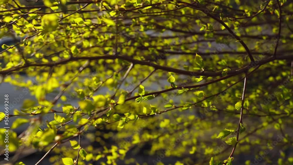 small twigs with newly appeared green leaves sway in the wind in the first days of spring in sunny weather small twigs with newly appeared green leaves sway in the wind in the first days of spring in sunny weather