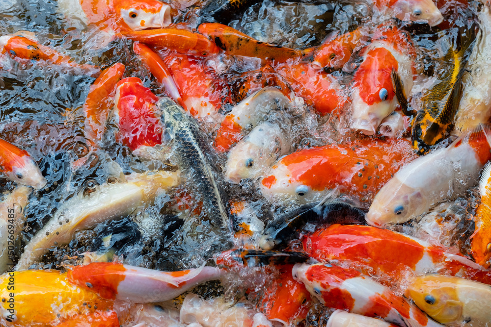 carp fish pond background, colorful background, Fancy carp