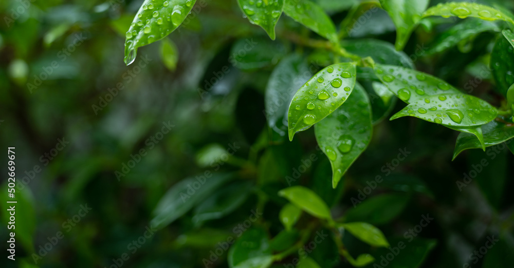Water on leave background, Green leaf nature Water on leave background, Green leaf nature