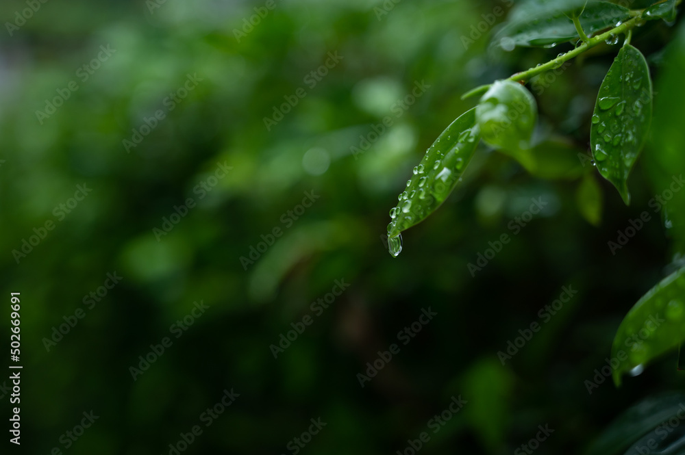 Water on leave background, Green leaf nature , droplet, rainning Water on leave background, Green leaf nature , droplet, rainning