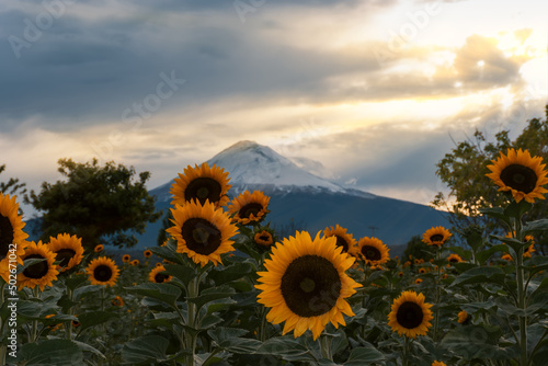field of sunflowers on the popocatepetl volcano in Mexico photo
