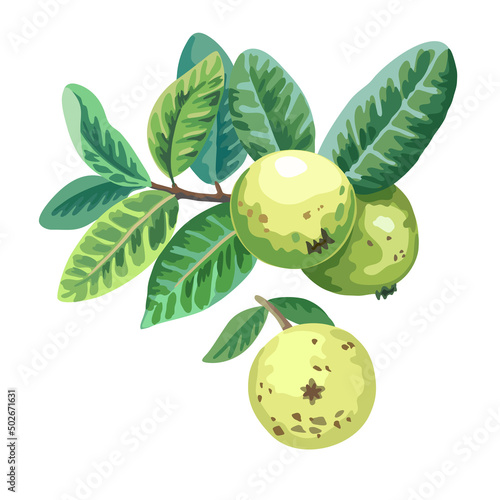 Branch with leaves and guava fruits. Hand drawn vector illustration isolated on white background. 