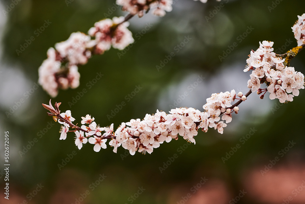 Branch of a cherry tree with cherry blossoms in spring