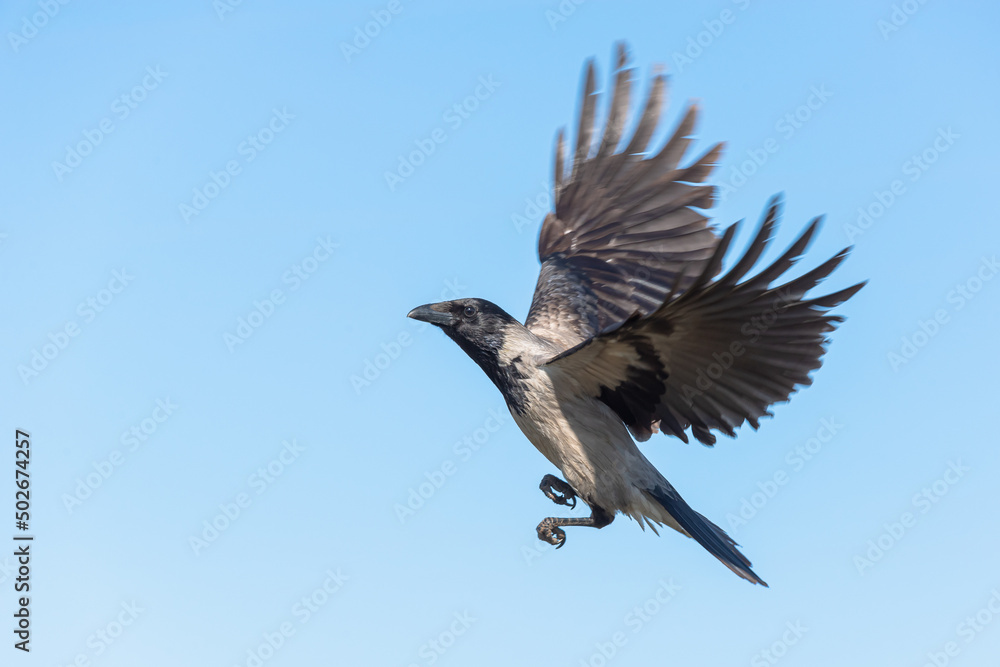 Obraz premium Crow in flight with outstretched wings.