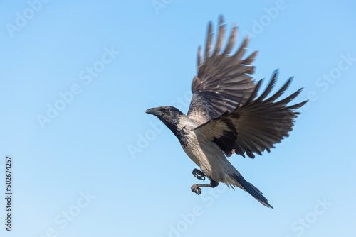 Crow in flight with outstretched wings. © Ilya
