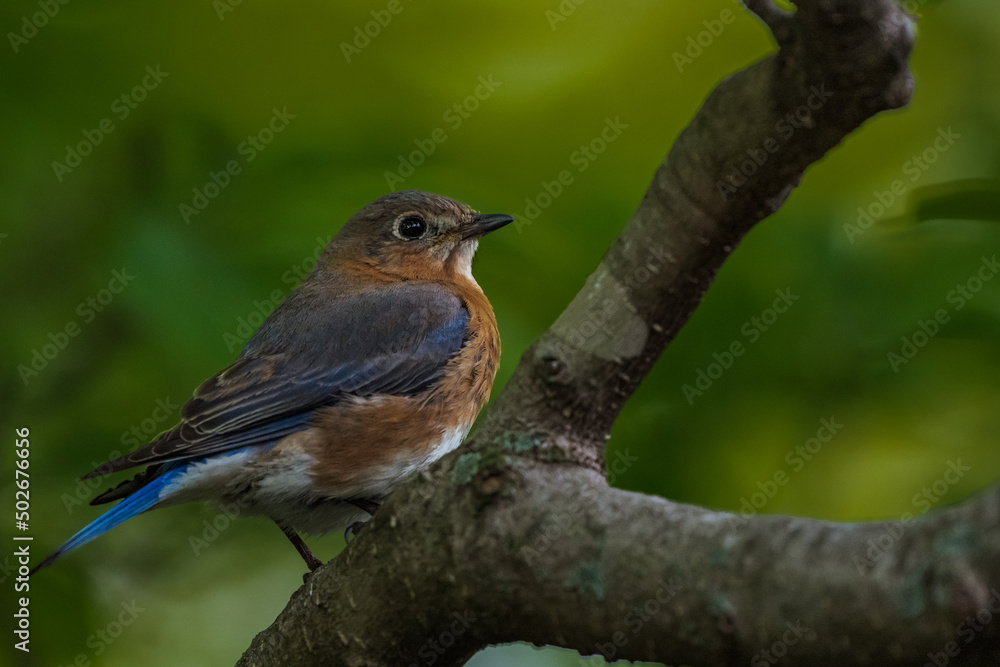 robin on a branch robin on a branch