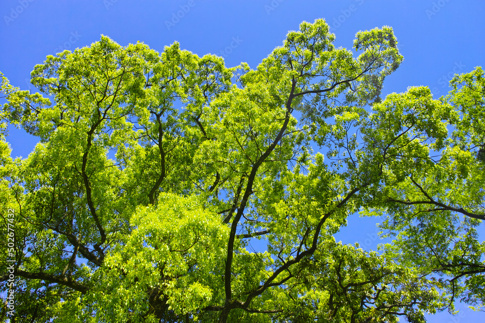青空と太陽光で輝く新緑の森

