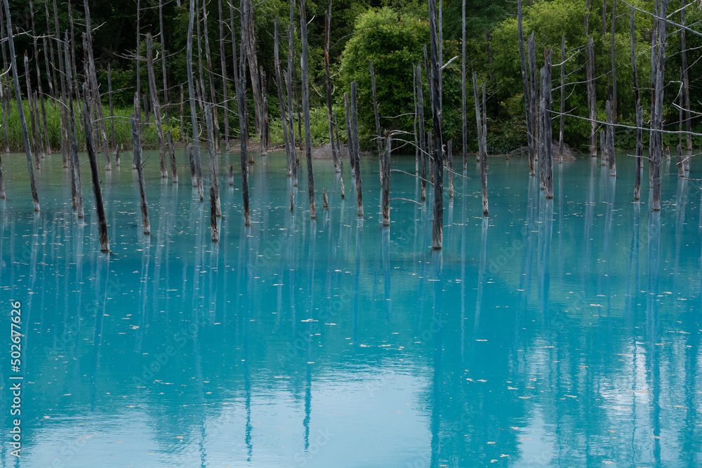 初夏の新緑を映す青い池 美瑛町
初夏の新緑を映す青い池 美瑛町