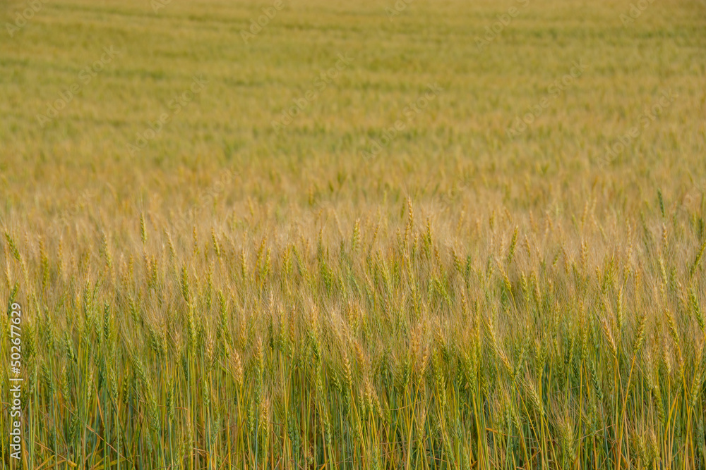 Obraz premium 色づき始めたムギ畑 