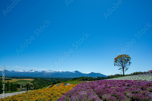 夏の花畑と十勝岳連峰
