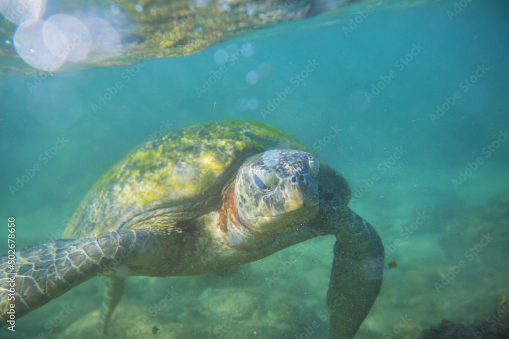 Fototapeta premium Turtle