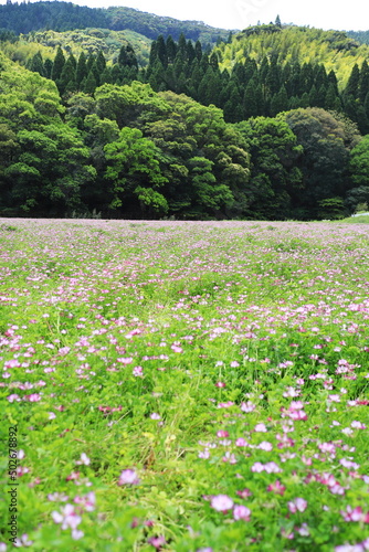 満開に咲くれんげの里