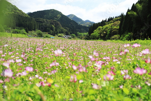 満開に咲くレンゲの花と山の風景