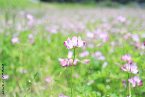 里山に咲く可愛いレンゲの花 © v_0_0_v
