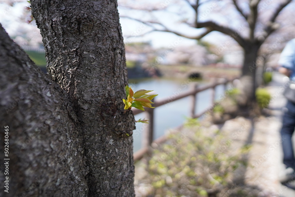 Obraz premium 春の花