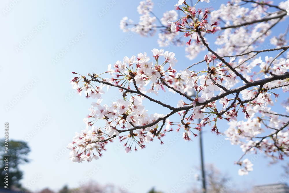 Obraz premium 春の花