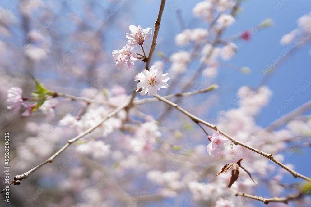 桜
桜