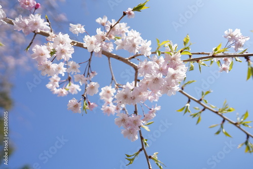 桜 