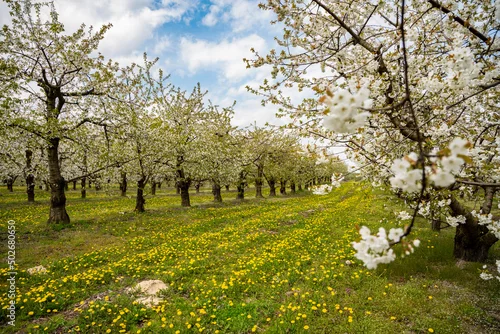 Obraz Sad czereśni, sad drzew owocowych, kwitnące czereśnie, kwitnący sad owocowy, drzewa owocowe