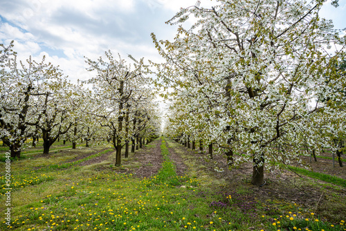 Sad Wiśni, Sad śliwek, Kwitnące drzewa owocowe, sady grójeckie, 