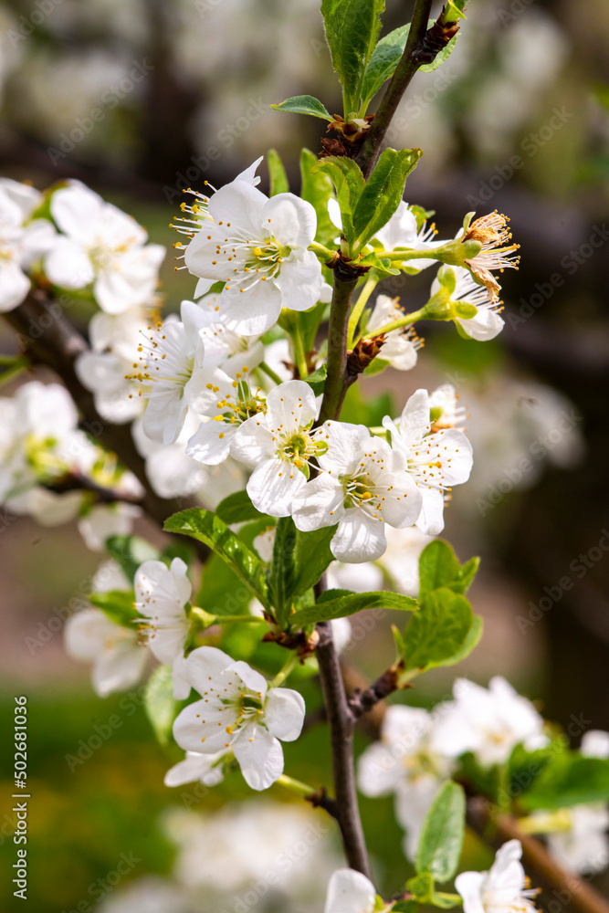 Kwitnące drzewa owoce, kwiaty czereśni, kwiaty wiśni, kwiaty wiśni, kwitnący sad, kwiaty owoców, kwiaty drzew, kwiaty, kwiat w sadzie, Flowering fruit trees, cherry blossoms, cherry blossoms, cherry b Kwitnące drzewa owoce, kwiaty czereśni, kwiaty wiśni, kwiaty wiśni, kwitnący sad, kwiaty owoców, kwiaty drzew, kwiaty, kwiat w sadzie, Flowering fruit trees, cherry blossoms, cherry blossoms, cherry b