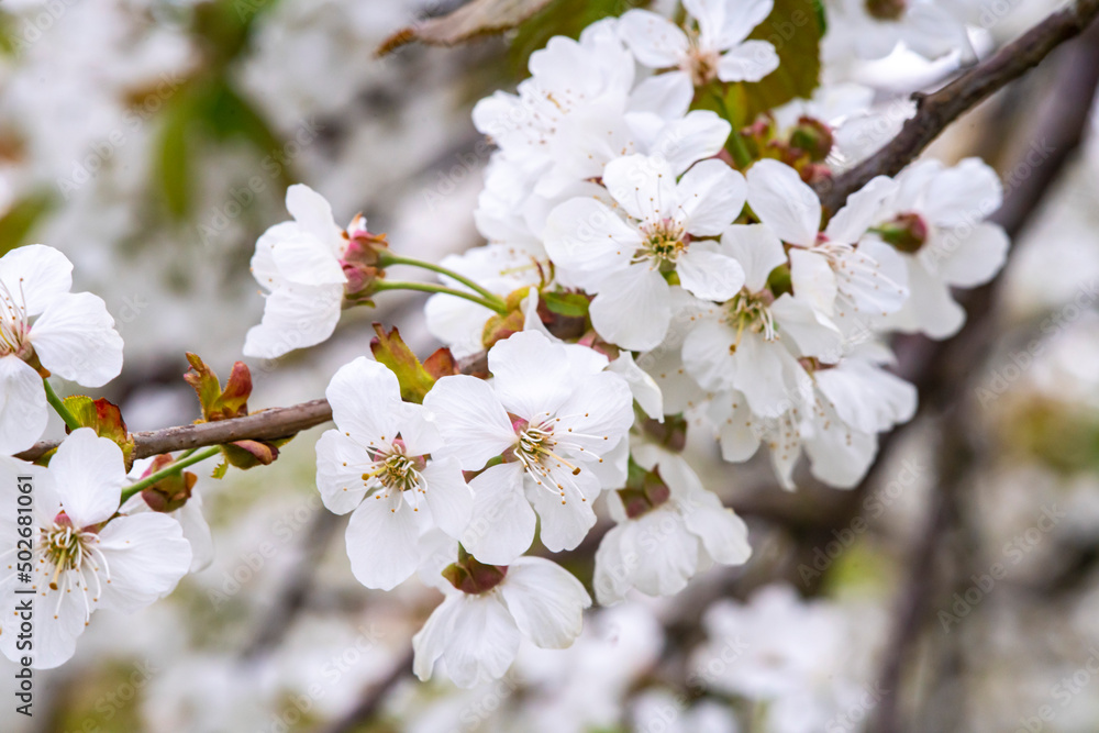 Kwitnące drzewa owoce, kwiaty czereśni, kwiaty wiśni, kwiaty wiśni, kwitnący sad, kwiaty owoców, kwiaty drzew, kwiaty, kwiat w sadzie, Flowering fruit trees, cherry blossoms, cherry blossoms, cherry b Kwitnące drzewa owoce, kwiaty czereśni, kwiaty wiśni, kwiaty wiśni, kwitnący sad, kwiaty owoców, kwiaty drzew, kwiaty, kwiat w sadzie, Flowering fruit trees, cherry blossoms, cherry blossoms, cherry b