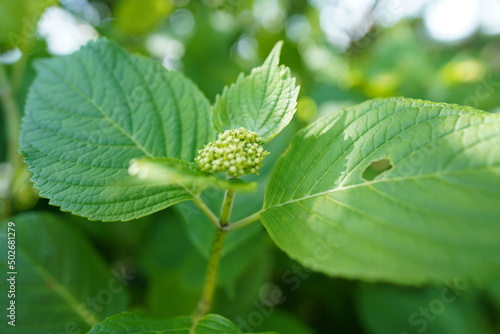 植物