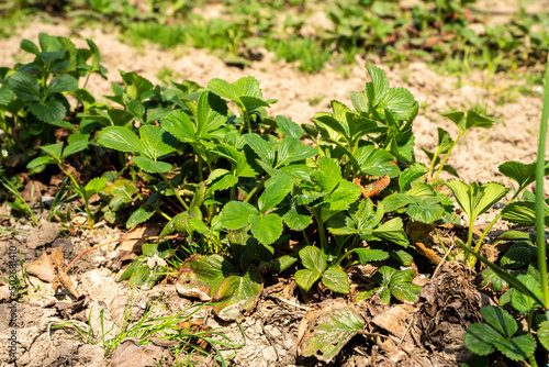 truskawki, uprawa truskawek, roślina truskawki, krzaczek truskawkowy, truskawka, rzędy truskawek, sad truskawkowy, uprawianie truskawki,  